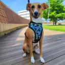 Pechera reforzada + correa 