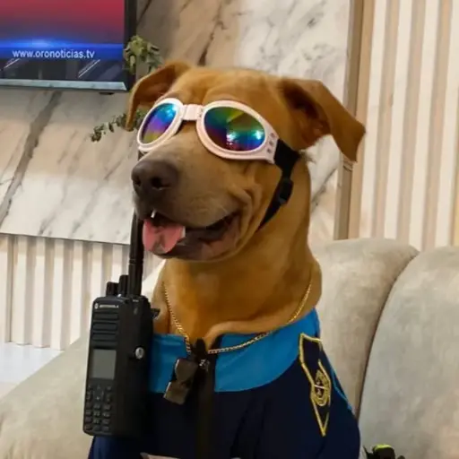 Gafas para perro