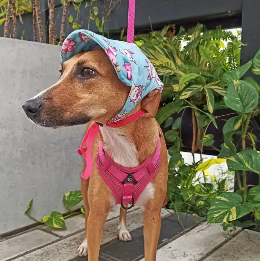 Gorrito para perro